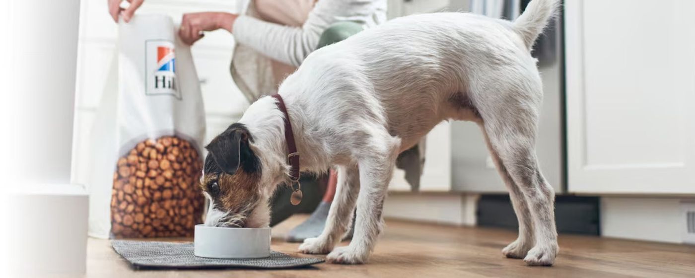 Perro comiendo alimento Hill's en casa, alianza nutricional de Veterinaria Premev